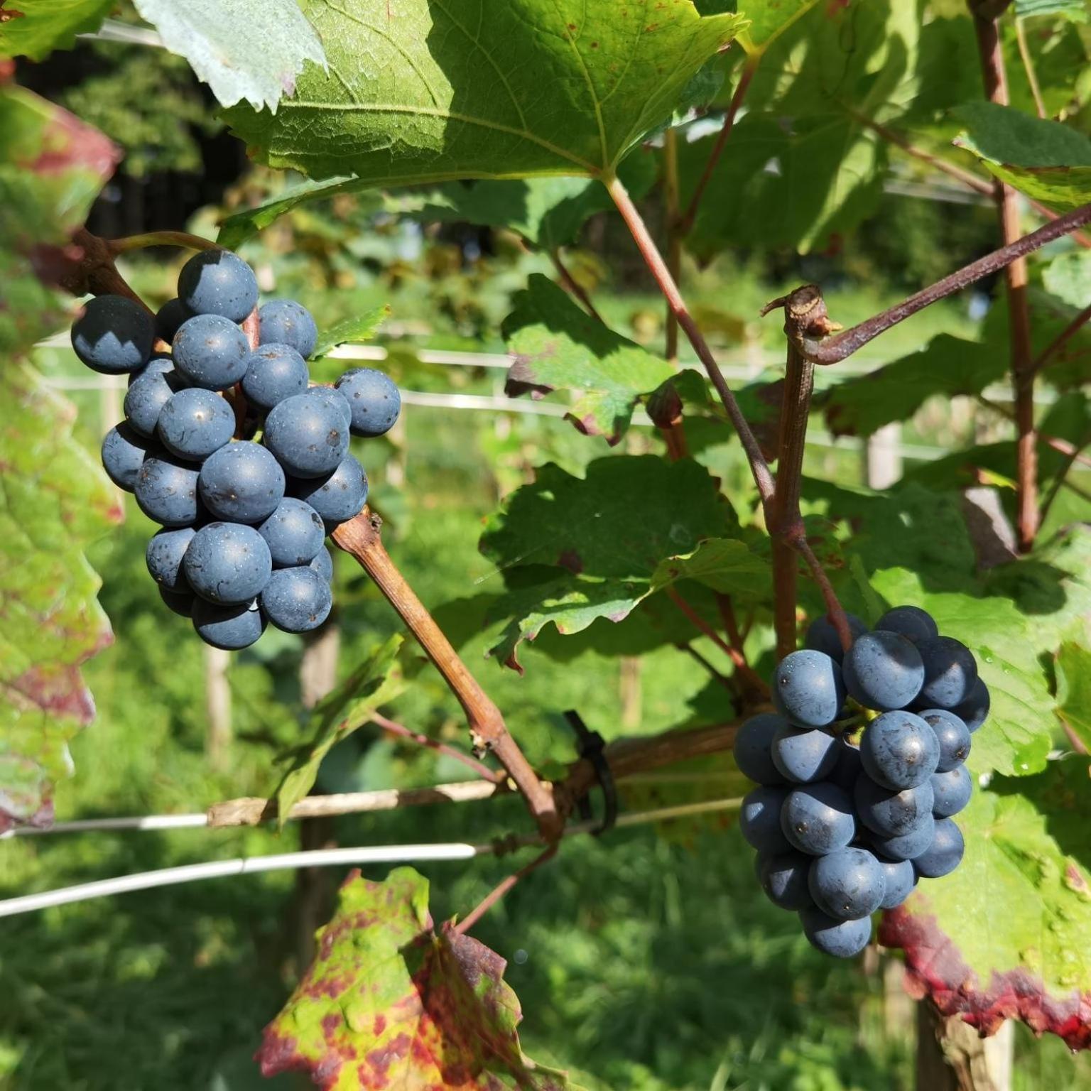 Privatzimmer Am Weinbrunnen Vorchdorf Exteriér fotografie